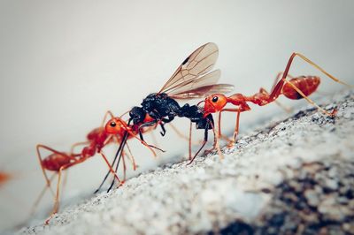 Close-up of ant on rock