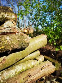 Close-up of tree trunk in forest