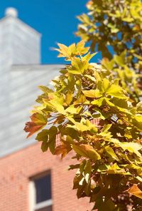 Low angle view of plant against sky