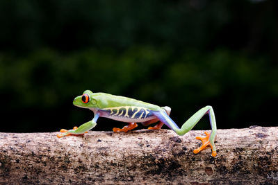 Close-up of grasshopper on leaf