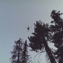 Low angle view of trees