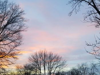 Low angle view of bare trees against sky
