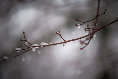 Close-up of branch against sky