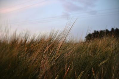 Scenic view of field against cloudy sky