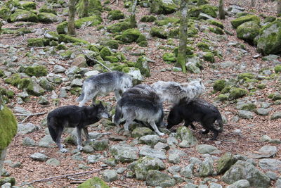 High angle view of wolves standing on field