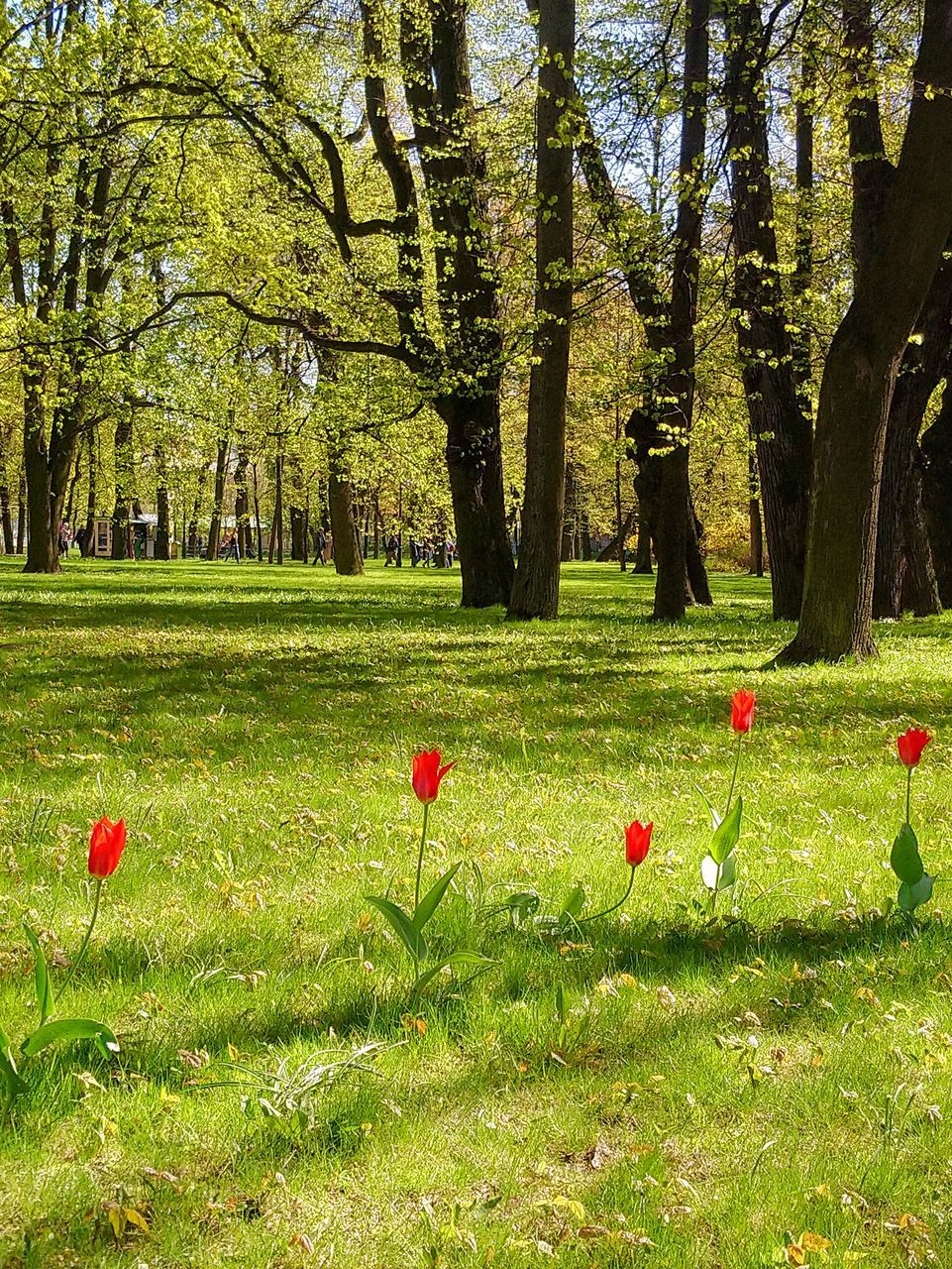 May Day Sunlight Green Color Green Grass 🌱 Tulips Red Tulips Trees Young Foliage Branches Idilic Scenics - Nature Shadows Plant Life EyeEm Nature Lover Nature Beauty In Nature EyeEm Gallery Eye4photography  EyeEm Selects
