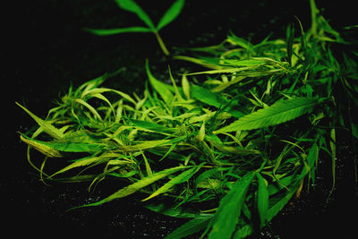 High angle view of green plant against black background