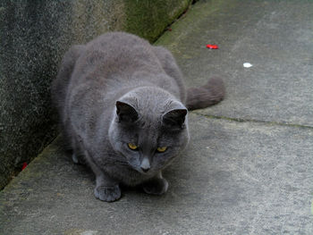 Close-up of chartreux cat on footpath