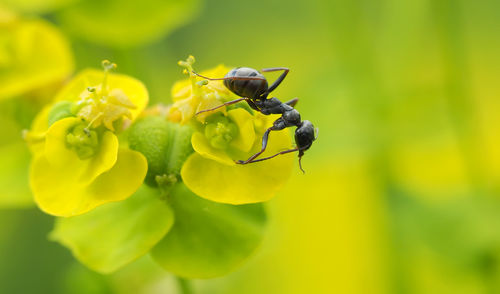Close-up of insect on flower against blurred background