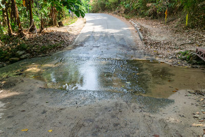 Dirt road amidst trees in forest