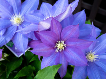 Close-up of purple flowering plants