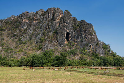 Group of cows chewing or eat grass near mountain in phetchaburi province, thailand. agriculture