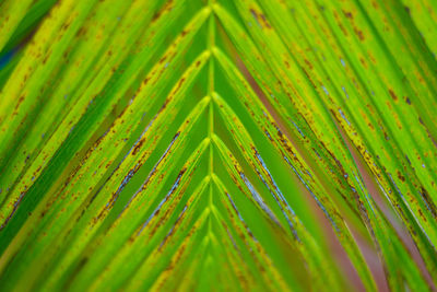 Full frame shot of wet leaves