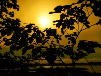 Silhouette of tree at sunset
