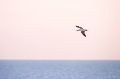 Seagull flying over sea against clear sky