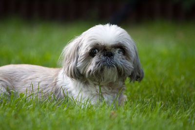 Portrait of dog on field