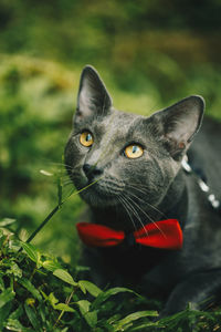 Close-up of cat amidst plants