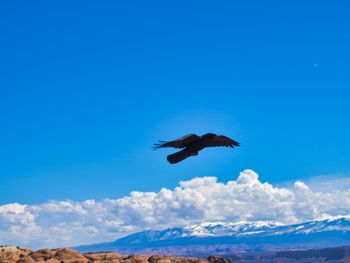 Low angle view of seagulls flying against blue sky