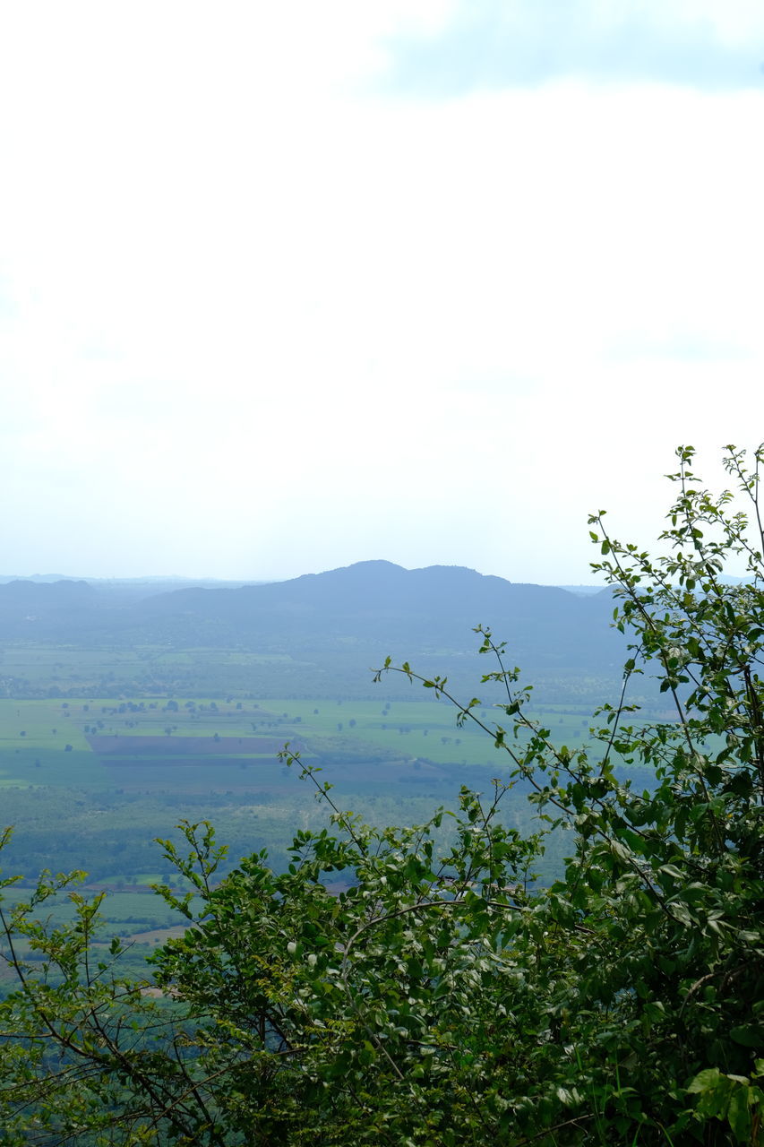 SCENIC VIEW OF TREE AGAINST SKY