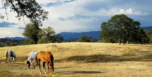 Horses grazing in a field