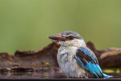 Close-up of a bird