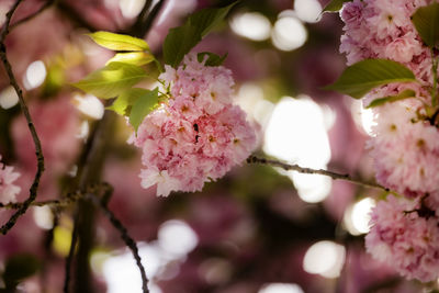 Close-up of pink cherry blossom tree