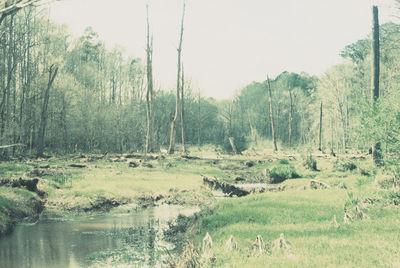 Scenic view of forest against sky