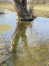 Reflection of tree in lake