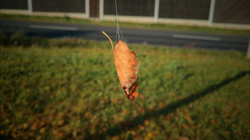 Close-up of dry autumn leaf