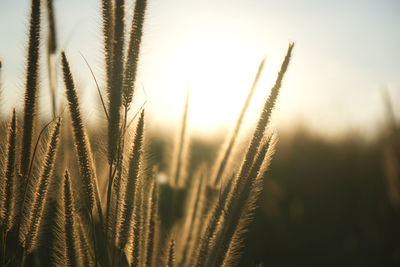 Close-up of stalks in field against bright sky