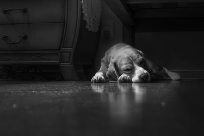 Dog lying on floor at home
