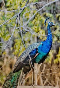 Close-up of peacock perching on branch