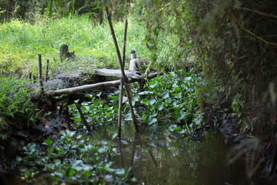 Stream in forest