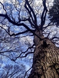 Low angle view of bare tree against sky