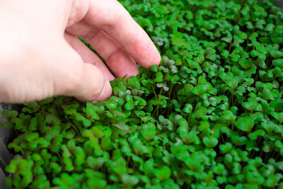 Woman hand collecting fresh micro greens of mitsuna sprouts. concept of healthy food