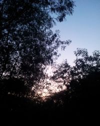 Low angle view of trees against sky