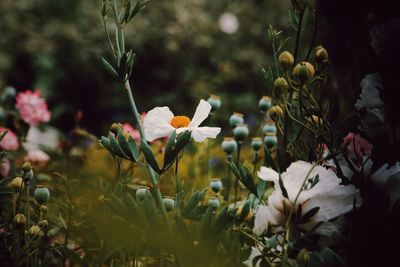 Close-up of white flowering plants on field