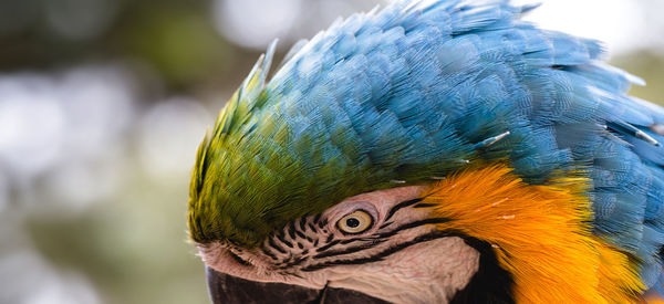 Close-up of a parrot