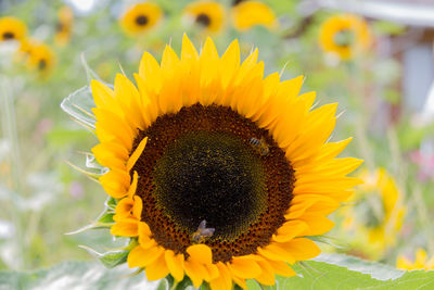 Close-up of bee pollinating on sunflower