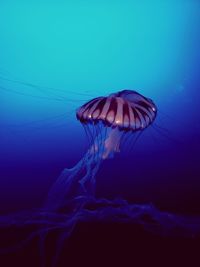 Close-up of jellyfish in sea