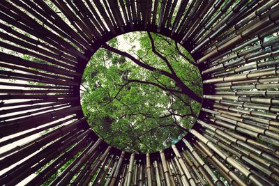 Low angle view of trees