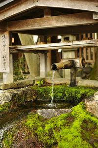 Water fountain against plants in garden