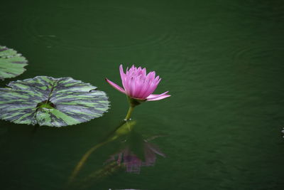 Close-up of pink lotus water lily