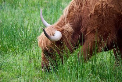 Close-up of a horse on field
