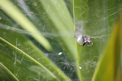 Close-up of spider web