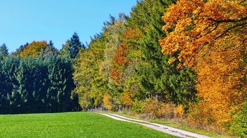 Trees by plants during autumn