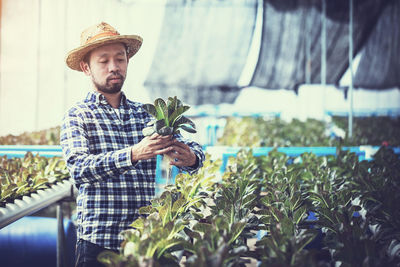 Male farmer examining crops growing in greenhouse