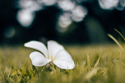 Close-up of white flower on field