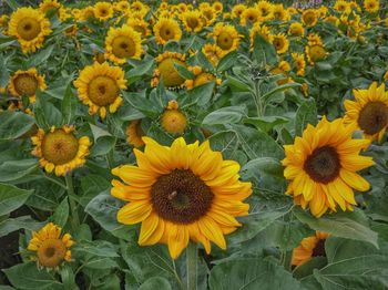 High angle view of yellow flowering plants