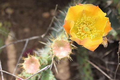 Close-up of yellow flower blooming